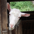 �A���v�X��