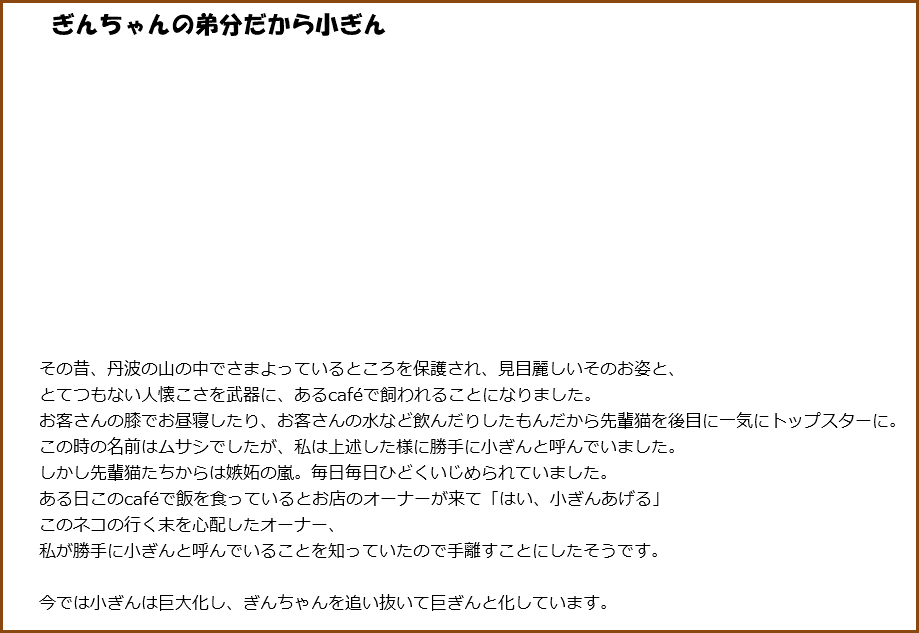 &nbsp;ぎんちゃんの弟分だから小ぎん その昔、丹波の山の中でさまよっているところを保護され、見目麗しいそのお姿と、 とてつもない人懐こさを武器に、あるcaféで飼われることになりました。 お客さんの膝でお昼寝したり、お客さんの水など飲んだりしたもんだから先輩猫を後目に一気にトップスターに。この時の名前はムサシでしたが、私は上述した様に勝手に小ぎんと呼んでいました。 しかし先輩猫たちからは嫉妬の嵐。毎日毎日ひどくいじめられていました。 ある日このcaféで飯を食っているとお店のオーナーが来て「はい、小ぎんあげる」 このネコの行く末を心配したオーナー、 私が勝手に小ぎんと呼んでいることを知っていたので手離すことにしたそうです。 今では小ぎんは巨大化し、ぎんちゃんを追い抜いて巨ぎんと化しています。